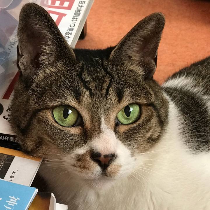 4da3042a a450 4f4a 88b9 8273f773ca4a 1533862321465