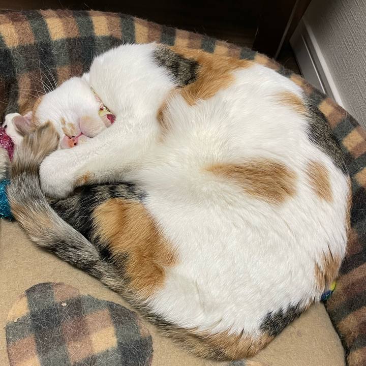 4da33b51 dcc0 4a85 952c 531f83d64cc7 1646054138456