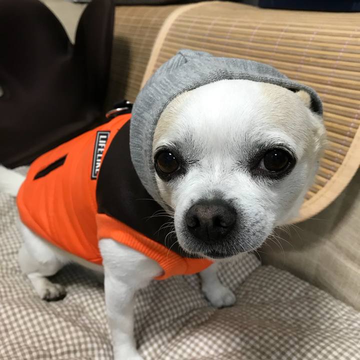 4da38695 a97c 4166 a6b9 01b79141f73b 1513922247555