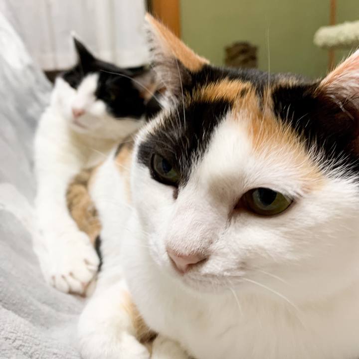 4da42e24 1f05 4c2a 841a 3704df4a7c8e 1546999688073