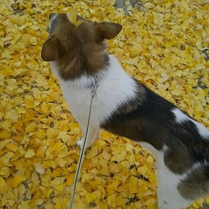 4da6c0b4 c83b 443c bac5 574570ddb837 1544276654300