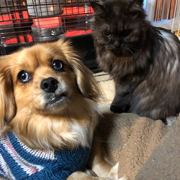 4da708e5 e3ad 4df2 b889 9b31366a7fc8 1549674747001