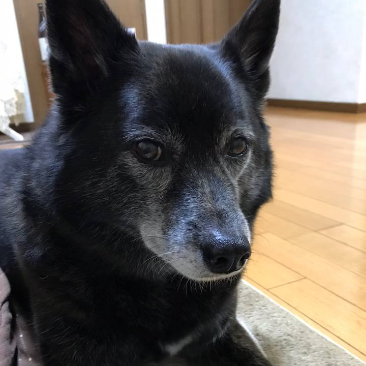 4da70d41 121a 4222 b9cc bdf12a14dc31 1557105664893