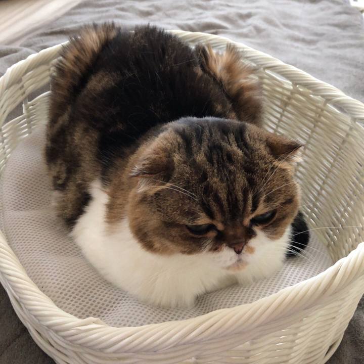 4da7a0dd aab9 452c a9a0 93d53aaee709 1541910314710