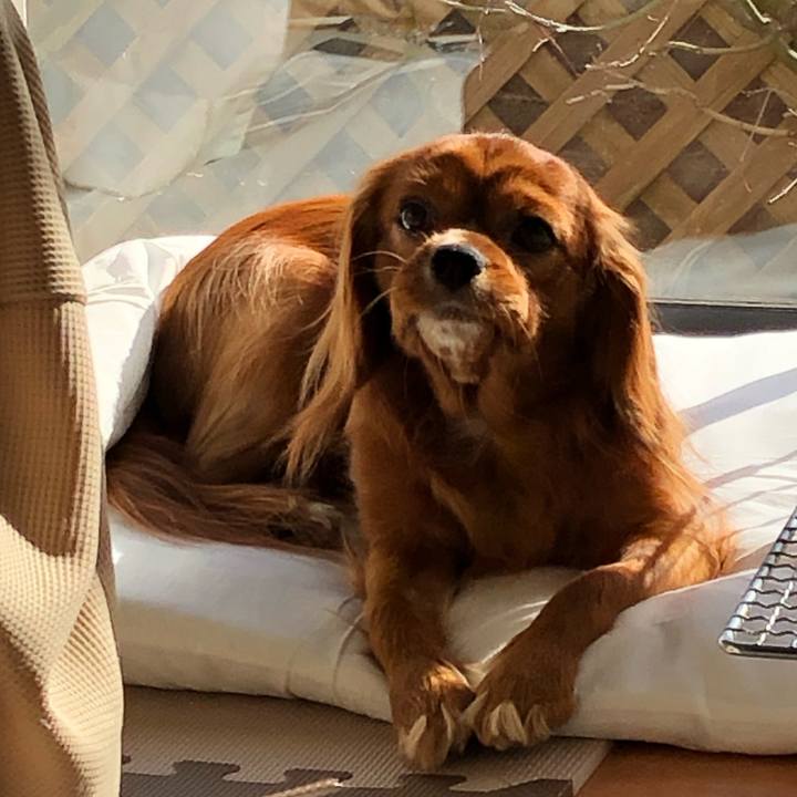 4da846e8 ff2c 46a9 a7da 3e19a19ae4b0 1546515921954