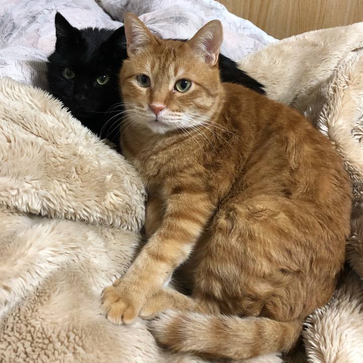 4da960ab 041a 4c41 97cf 5f966824e9ea 1609574382237