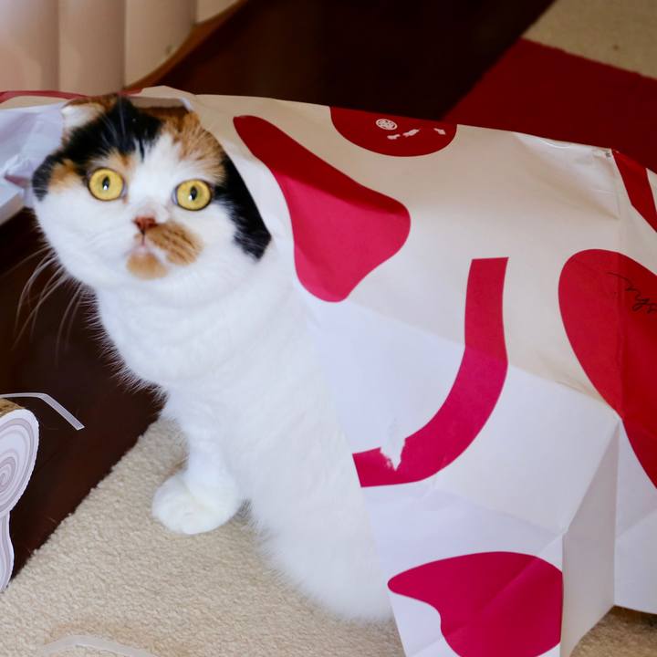 4da9b021 2837 4733 988c 9ea663bac9b2 1562639386021