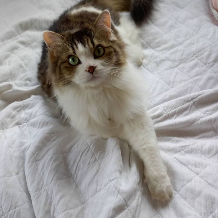 4dad7bf2 3010 432f bc87 fe54cbf424dd 1602627327315