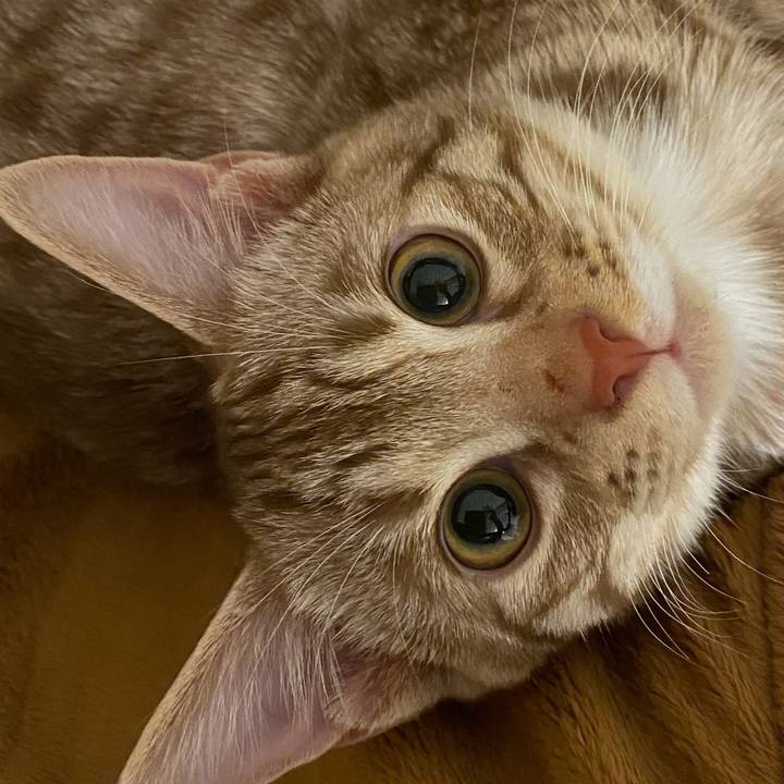 4dafbe21 c390 4502 9999 ba525043f496 1680513889717