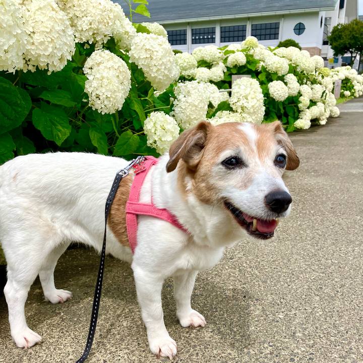 4db0f37a 2667 41a6 8f86 440326f6a082 1718515923815