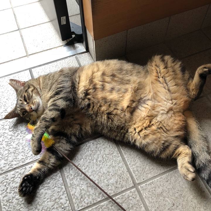 4db2df14 854f 44bc 91f2 18bd038a5cea 1530963252259