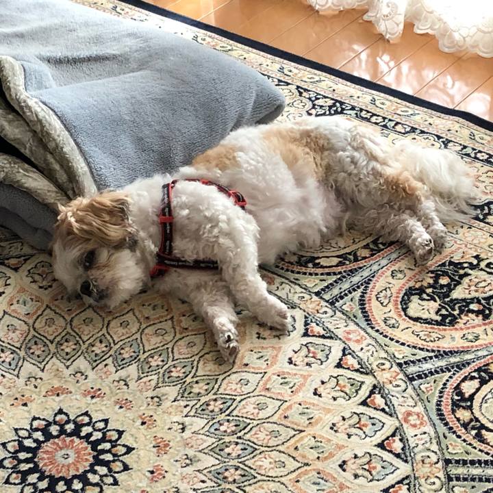 4db469a5 0933 4d8b 8e09 cfcd74088e62 1561249131587