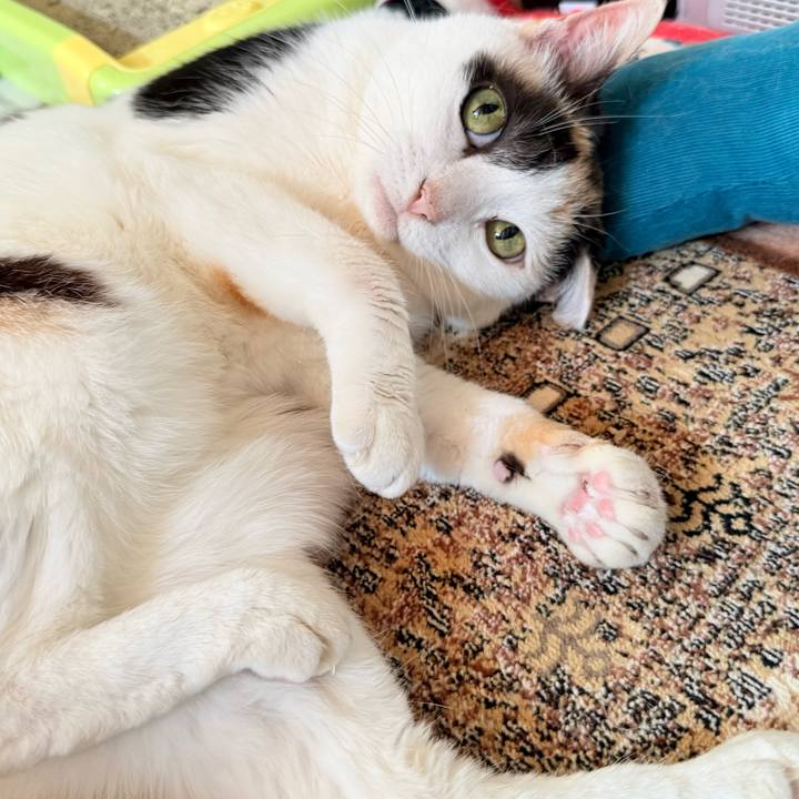 4dbec6c1 b120 4ca0 88b1 32391219977b 1775179702639