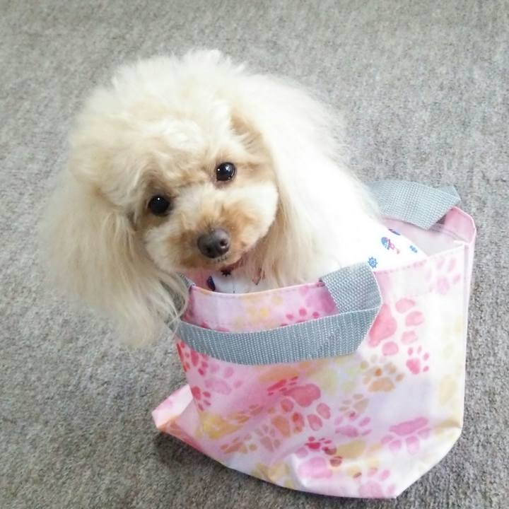 4dc02e6c 19b7 450c bac4 19a61b026009 1526903312217