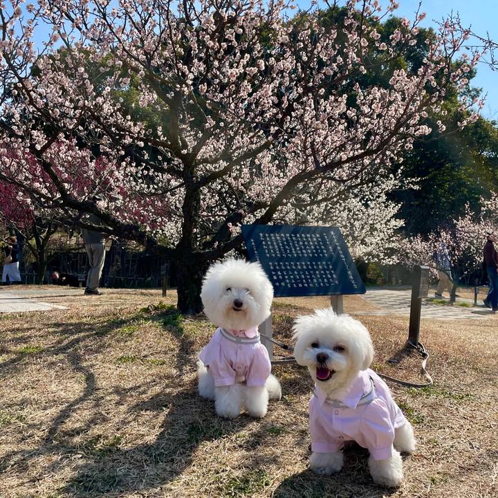 4dc030e5 31ff 4860 97fa 751d5dbc17ad 1771729132819