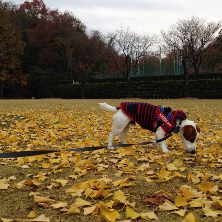 4dc0f7fd 2e51 4133 80b6 435c8a6e1754 1512030107054