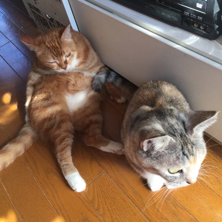 4dc12589 2ef0 4d65 939f b2484c17a9d3 1574133776646