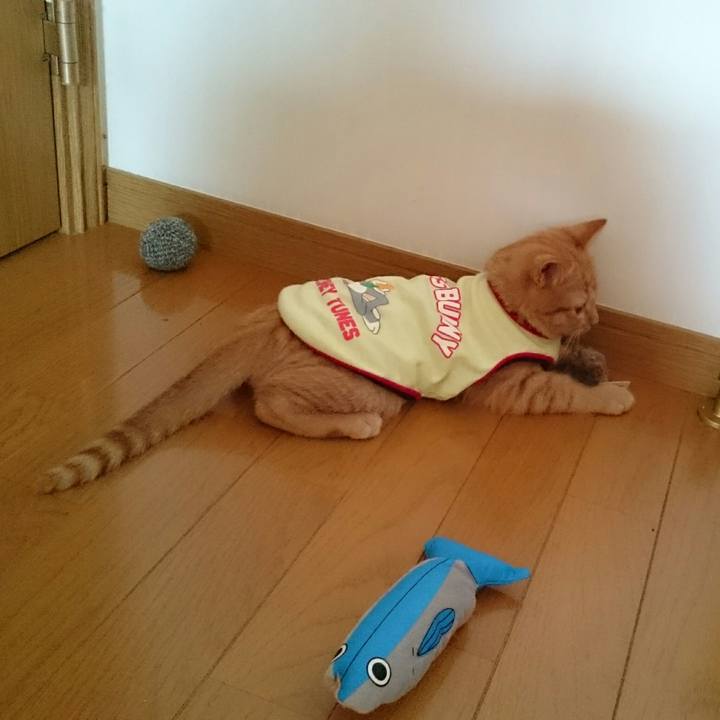 4dc29dc6 ce66 4f38 b293 42123d2809f8 1541815518626