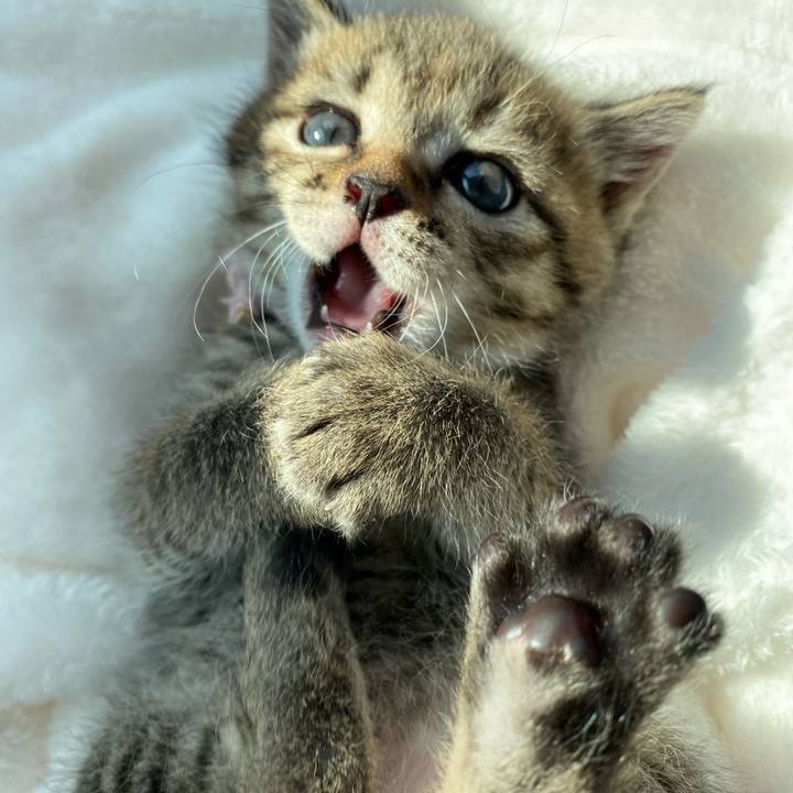 4dc3298f be6e 4f88 9cd2 7fb28cc46ee0 1636951439977