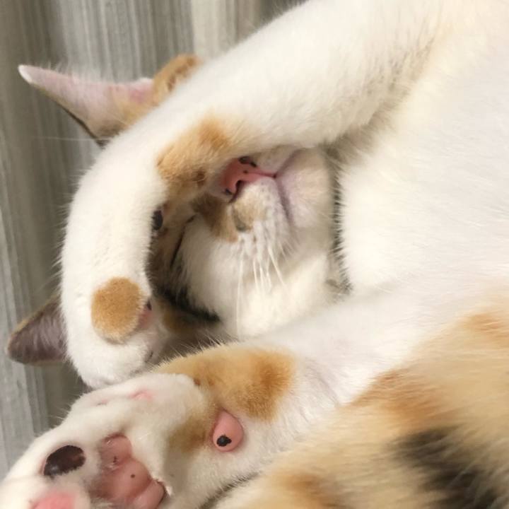 4dc38b8c b7e2 402e b0b5 d49e72fda580 1595073231253