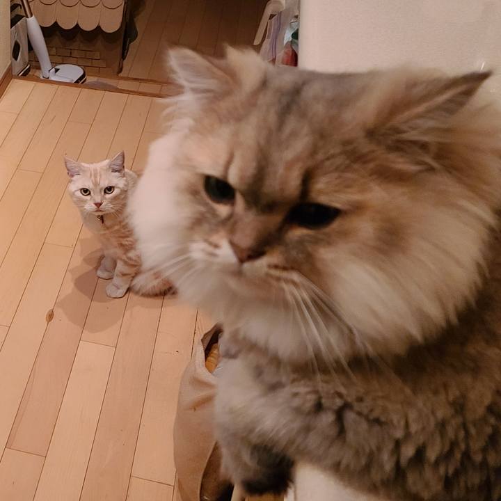 4dc40066 2207 4573 8edf b60e9b31ddcc 1602667790508