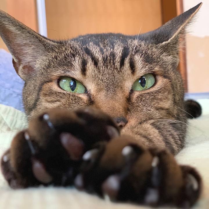 4dc443ef 7043 4f9a a119 f92db0659480 1559695791254