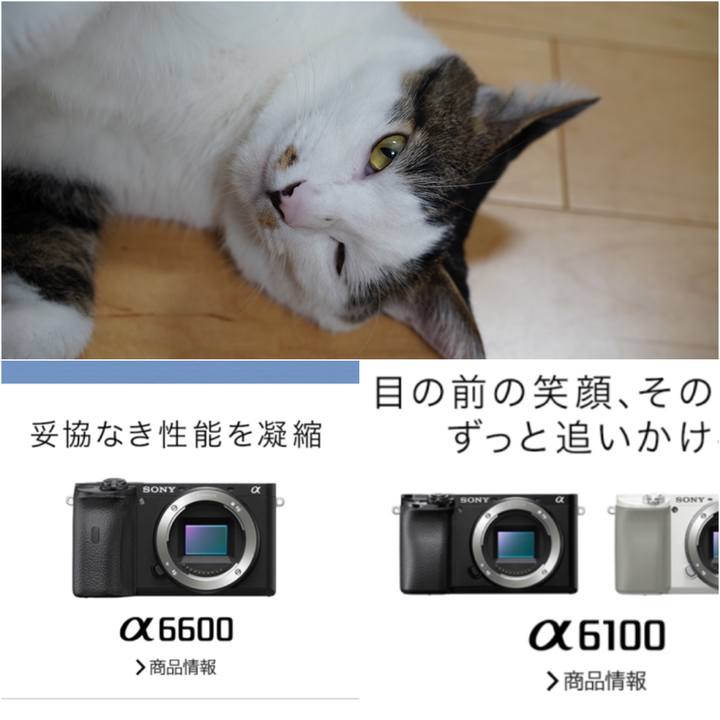 4dc5e259 1273 4c47 a736 85ee8dc1b7d2 1567077745656