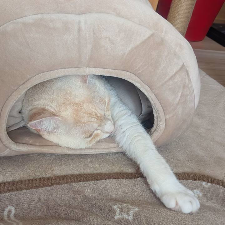 4dc6385d 4c50 4550 9c1b 8ed815dae9d3 1762060615873