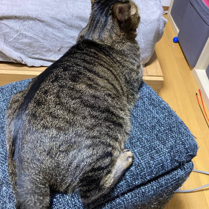 4dc781d9 dc02 4e2c 8b4e e2f8b10a1b4e 1603019958293