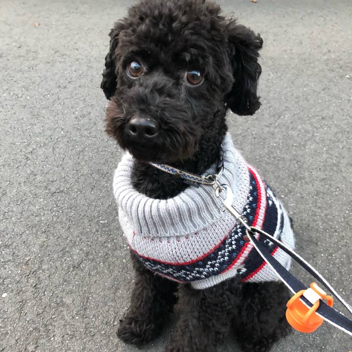 4dc95b2e 2055 47fa bee2 7435847eed44 1543562759419