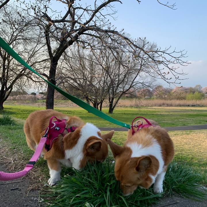 4dccdc41 0092 41b2 82b7 b8762f15498a 1680342505435