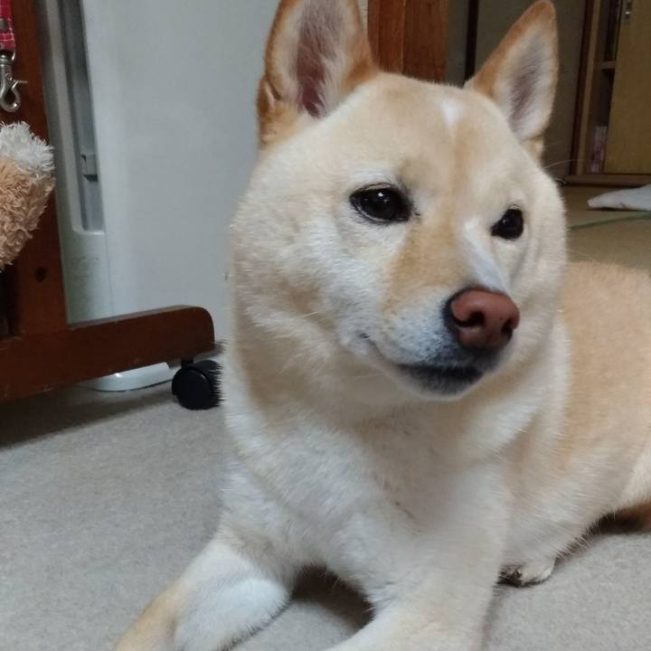 4dceec20 064d 4e09 8e3a af5bb7e97f90 1595228534995