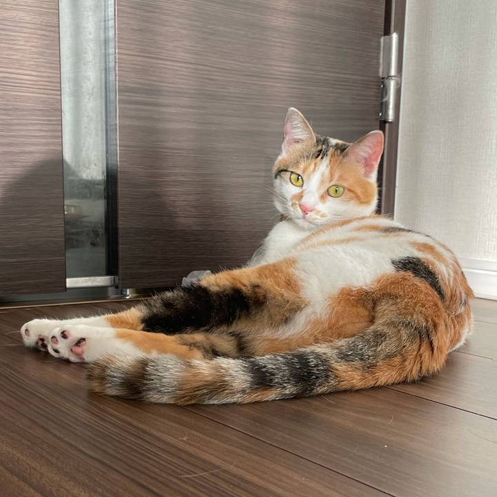 4dd0da78 52cf 422e a33f 19a082c402d4 1626511869512