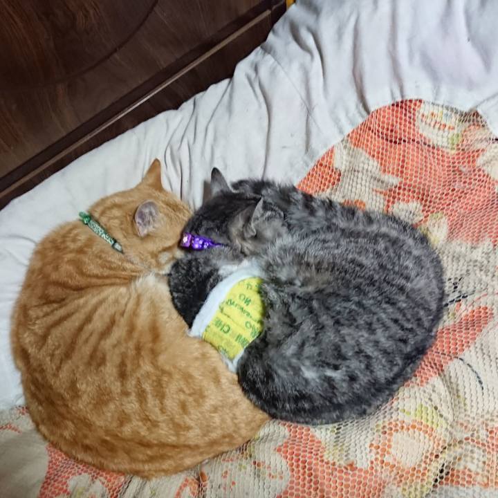 4dd4f3d3 a95c 4a55 8bc5 8dedae46c352 1586521892507