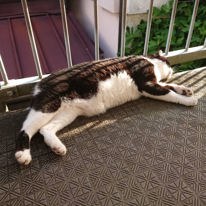 4dd51653 026d 4793 9f30 0af684b2d66d 1596756172599