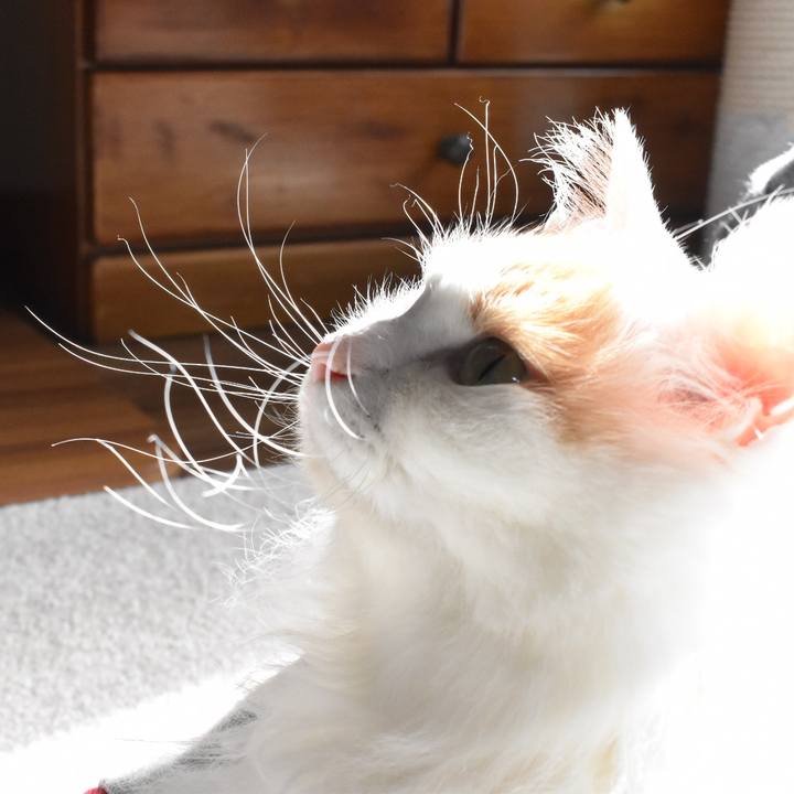 4dd59ad9 57d3 4173 a933 cea5d98dcf3f 1763174391716