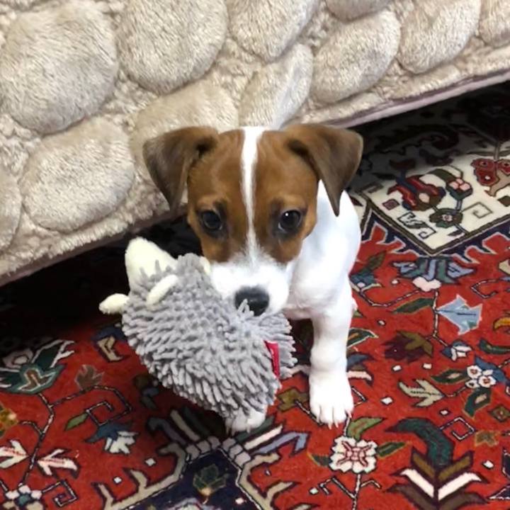 4dd5b773 5a27 4302 9566 43f5fb4893d3 1512718706922