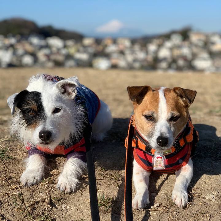 4dd64f81 a145 41cf b345 feb3ed1874d9 1612487009414