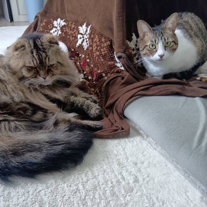 4dd7a6c7 69ae 48df bfcf 41619de6dae5 1763459234762