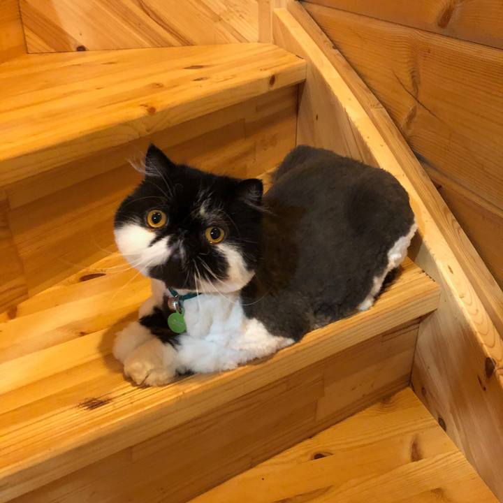 4dd7c04b 6dfd 41de 8b03 b36ad5dd7973 1563265756157