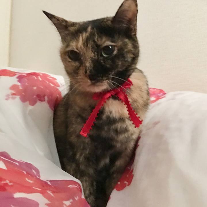 4dd85bc2 8e3f 4cff a223 054e433c49f9 1550820140867