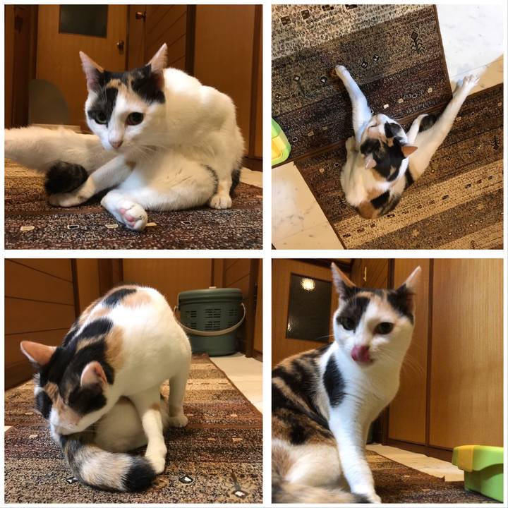 4dd96222 7041 4760 9caa 1fa02cd490c2 1507867802055