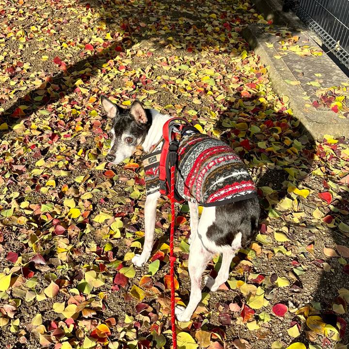 4dd98c11 8a12 432c 91cc f0cecf72355b 1637629298264