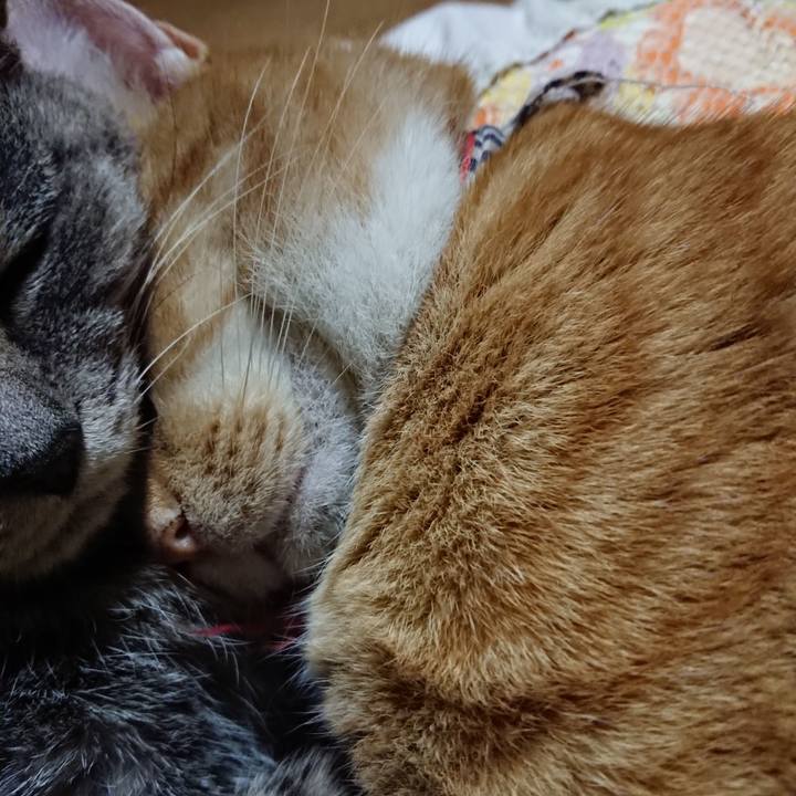 4dd9a214 1e6d 49a4 af3e cc039b2803fc 1573996237503