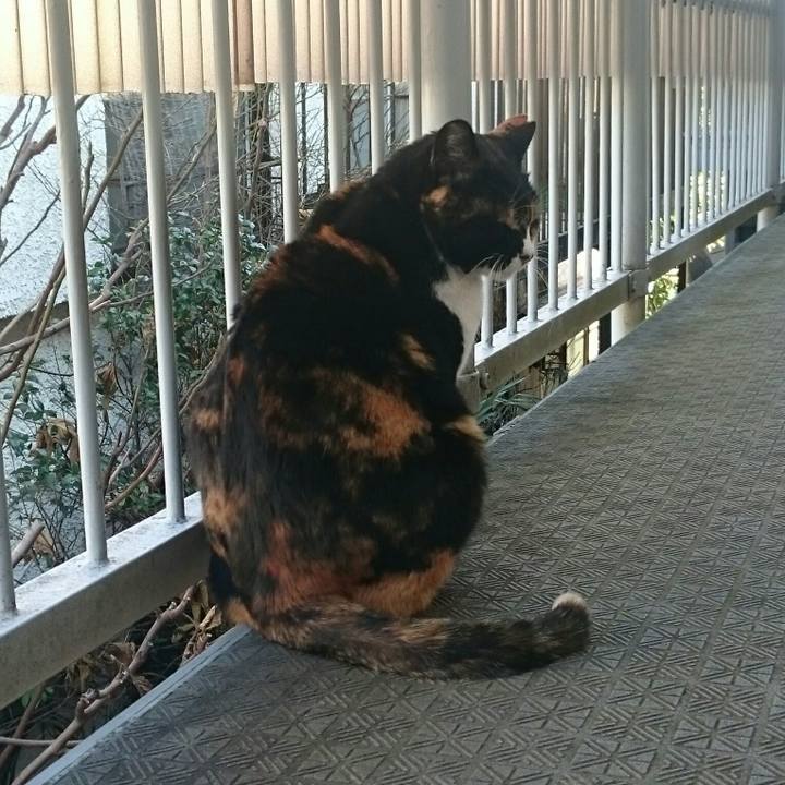 4dd9c096 c92a 453a 8cb8 f4d668063797 1518062277072