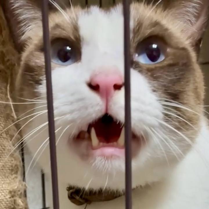 4ddd9e9d 32c9 4b98 8cef 3375bd8b8ea2 1760868024735