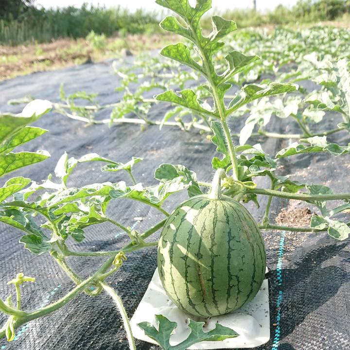 4ddfc93c 3084 47aa 8b86 1c4460e644d1 1593328477923