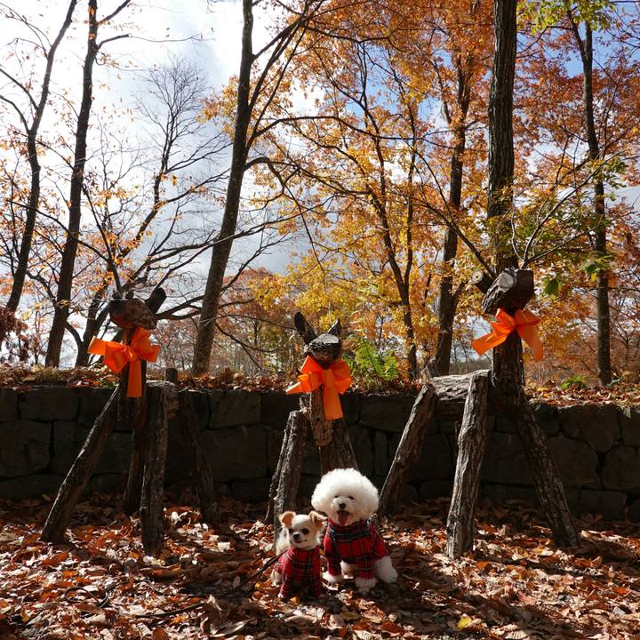 4de4d1b7 2e8c 4a72 ba0e b93a1501e319 1545397015274