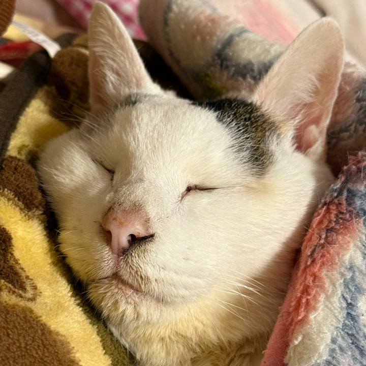 4de5721b a025 4a2c a355 08ca36fc2d22 1770123164707