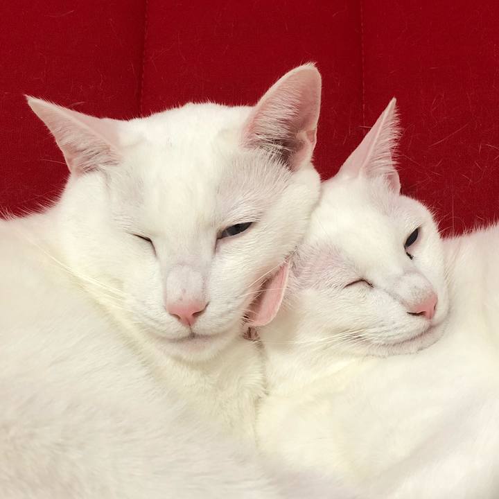 4de854de 5c7e 43a0 8202 2d65a07a6d47 1513516644877